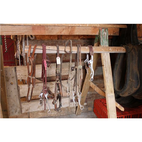 Halter, Bridle