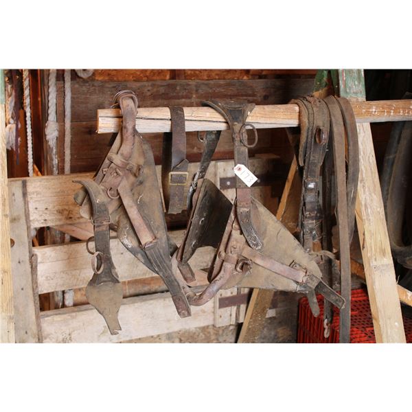 Ox Harness?