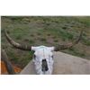 Image 1 : Long Horn Skull 33" Spread