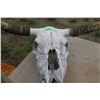 Image 2 : Long Horn Skull 33" Spread