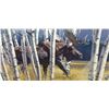 Image 4 : FRAMED LIMITED EDITION MOOSE PRINT 38"W X 30"H BY AL AGNEW