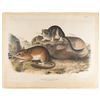 Audubon: Rocky Mountain Neotoma Lithograph