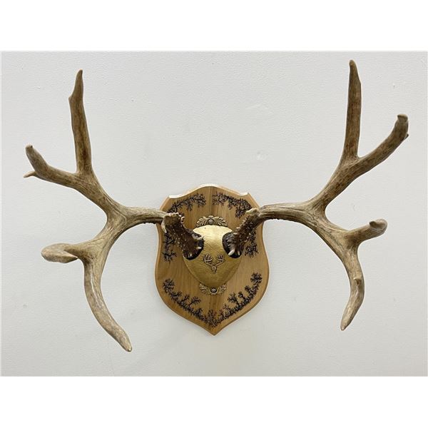 Large Montana Mule Deer Taxidermy Horns