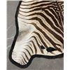 Image 3 : Taxidermy Zebra Hide Rug