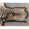 Image 6 : Taxidermy Zebra Hide Rug