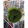 Image 3 : 4 X 9 FOOT NEW SECTION OF ARTIFICIAL TURF