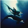 Image 2 : Wyland, "Orca Trio" Limited Edition Cibachrome, Numbered and Hand Signed with Certificate of Authent