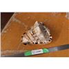 Image 1 : Large Seashell