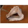 Image 4 : Large Seashell