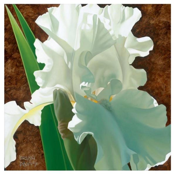 Solitary White Iris by Davis, Brian