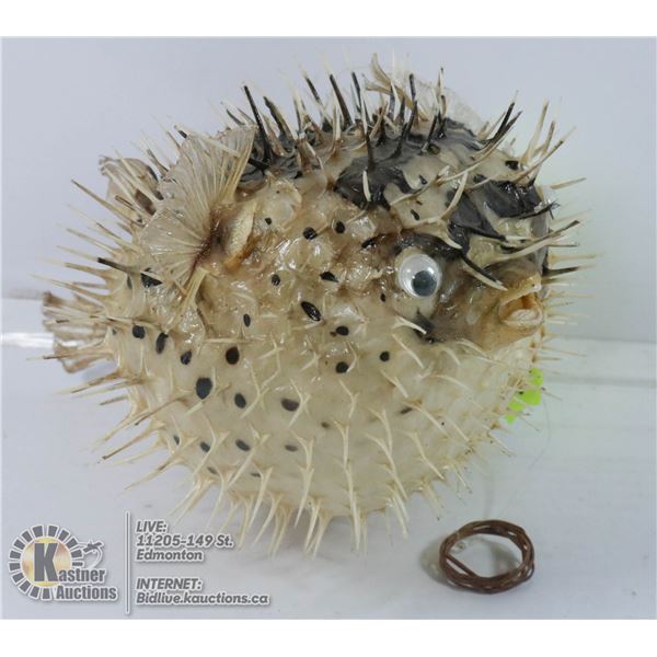 TAXIDERMIST LARGE PUFFER FISH
