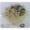 Image 1 : TAXIDERMIST LARGE PUFFER FISH