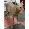 Image 1 : COYOTE DECOY
