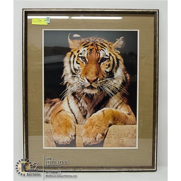 FRAMED TIGER PRINT 22 X 28
