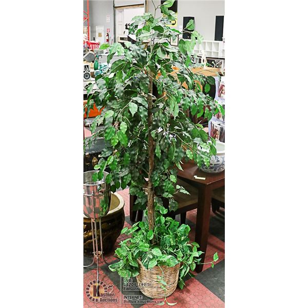 6 FOOT TALL SILK FIG TREE