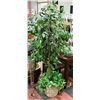 Image 1 : 6 FOOT TALL SILK FIG TREE