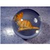 Image 2 : BB Marbles: Kitten Sulphide