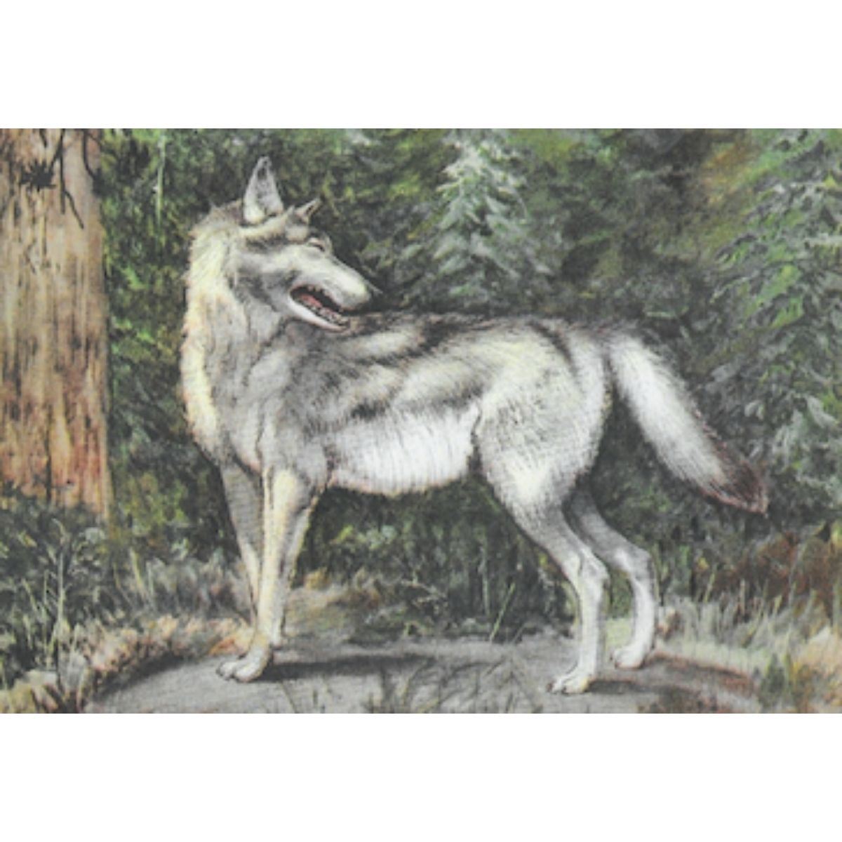 1920's Gray Wolf Color Lithograph Print