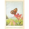 Image 2 : 1920's Silver-Spot Fritillary Butterfly Color Lithograph Print