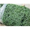 Image 2 : Piece of Faux Boxwood