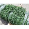 Image 3 : Piece of Faux Boxwood