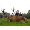 Image 2 : Red Stag Hunt in Scotland