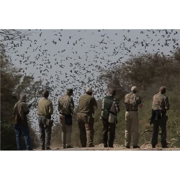 Dove Hunt in Argentina