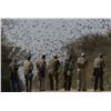 Image 1 : Dove Hunt in Argentina