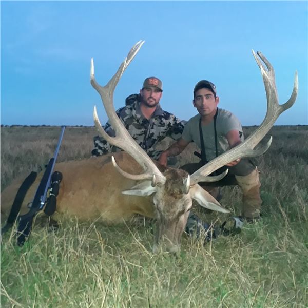 Red Stag or Water Buffalo Hunt in Argentina