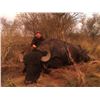 Image 4 : Red Stag or Water Buffalo Hunt in Argentina