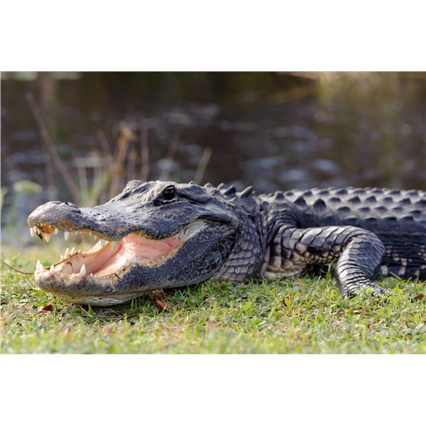 Florida Alligator Hunt