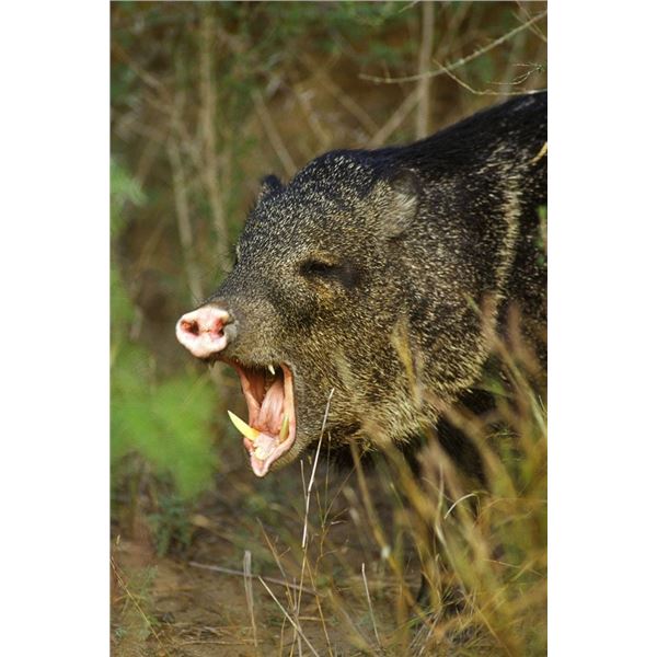 Hunt Javelina in Texas