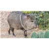 Image 2 : Hunt Javelina in Texas