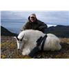Image 2 : Alaska Mountain Goat Hunt