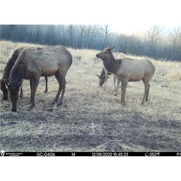 Youth Elk Hunt in Minnesota!