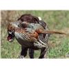 Image 4 : Hunt Pheasants in South Dakota