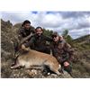 Image 2 : Management Ibex in Spain with Corju Hunting