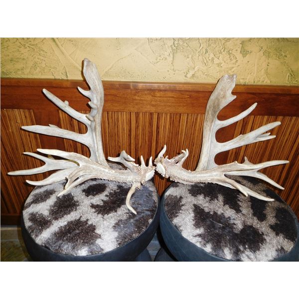 Massive White-tailed Deer Shed Antlers