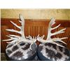 Image 1 : Massive White-tailed Deer Shed Antlers