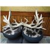 Image 4 : Massive White-tailed Deer Shed Antlers
