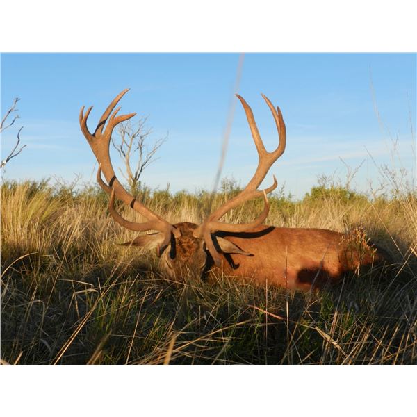 Red Stag Hunt in Argentina