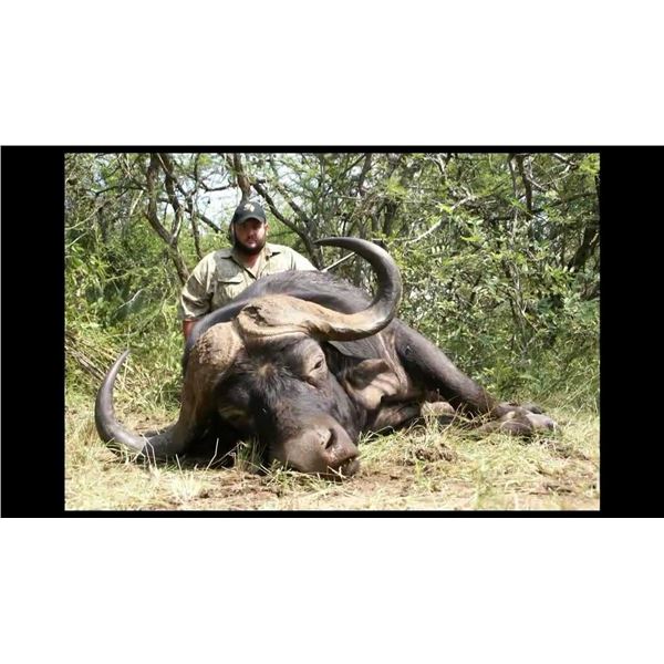 Cape Buffalo Hunt in South Africa