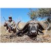 Image 3 : Cape Buffalo Hunt in South Africa