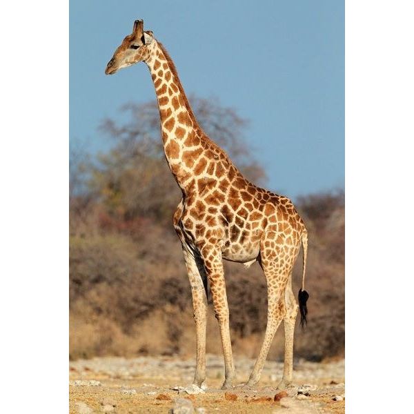 Hunt in South Africa