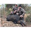 Image 2 : Hog Hunt in Oklahoma
