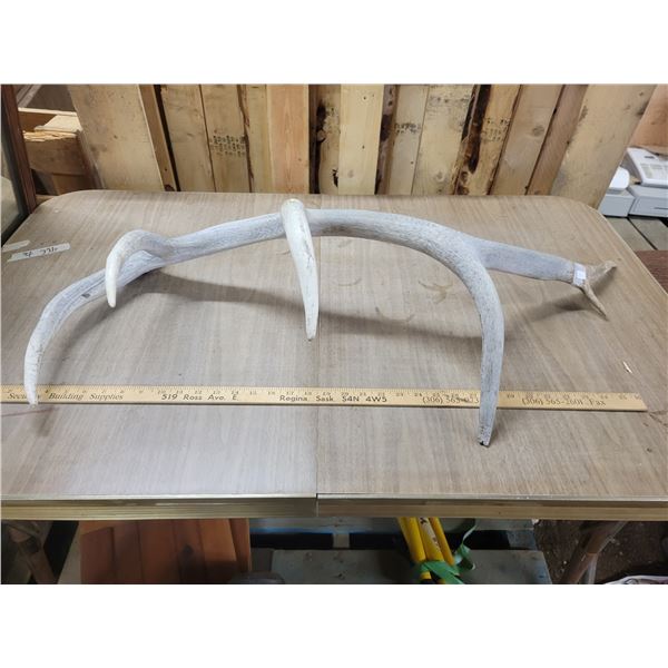 6 point bull elk Antler shed, great on display