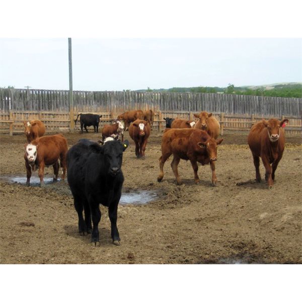 Reilly Lake Ranching - 815# Steers - 59 Head (Lloydminster, AB)