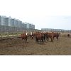 Image 3 : Reilly Lake Ranching - 815# Steers - 59 Head (Lloydminster, AB)