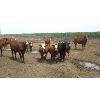 Image 6 : Reilly Lake Ranching - 815# Steers - 59 Head (Lloydminster, AB)