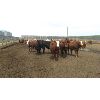 Image 7 : Reilly Lake Ranching - 815# Steers - 59 Head (Lloydminster, AB)